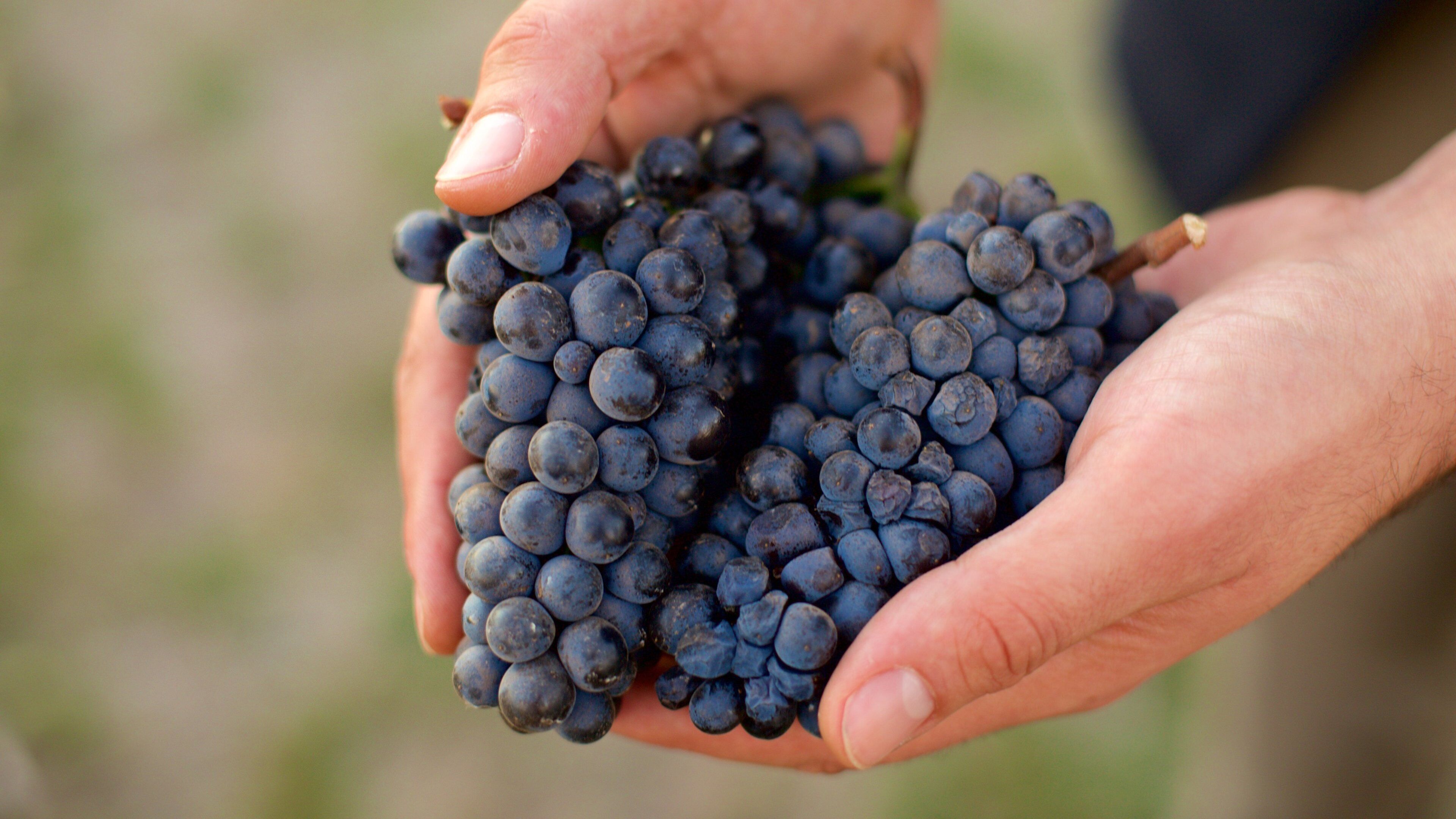 Landgoed King toont akkerland en eten