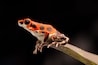 red tropical poison dart frog, OOphaga pumilio from Bocas del Toro, Panama