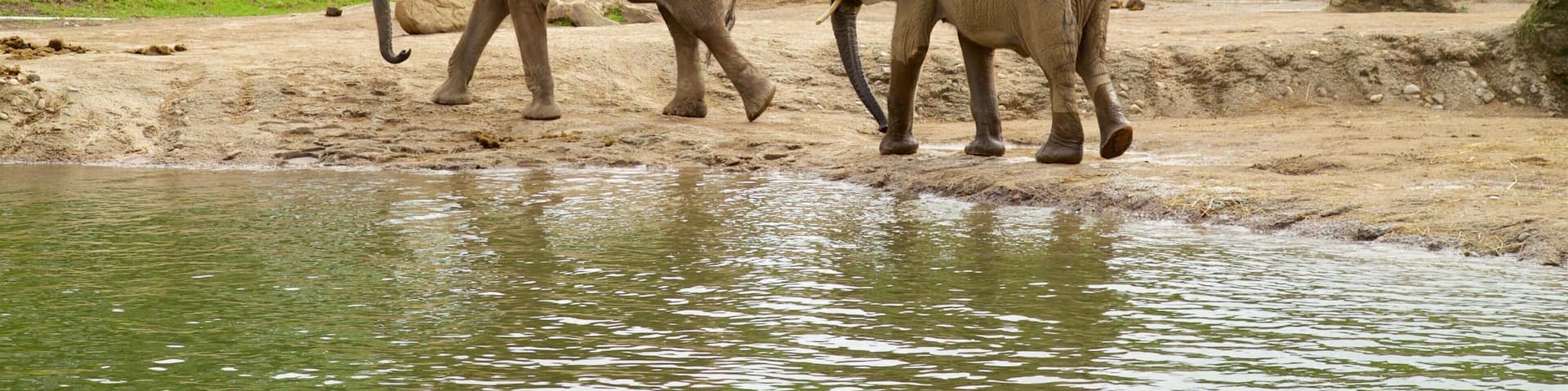 Pittsburgh Zoo and PPG Aquarium mostrando animales del zoológico y animales terrestres