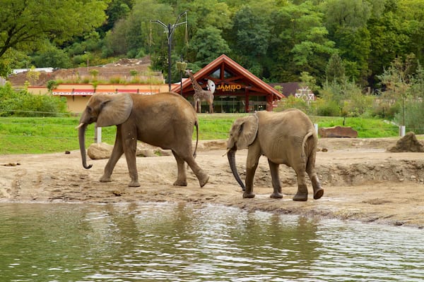 Pittsburgh Zoo and PPG Aquarium mettant en vedette animaux terrestres et animaux de zoo