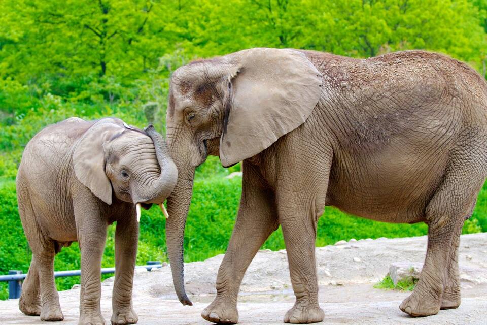 Deux éléphants se tiennent sur une surface en béton, avec un arrière-plan verdoyant et feuillu.