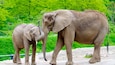 Two elephants standing on a concrete surface with a green, leafy background.