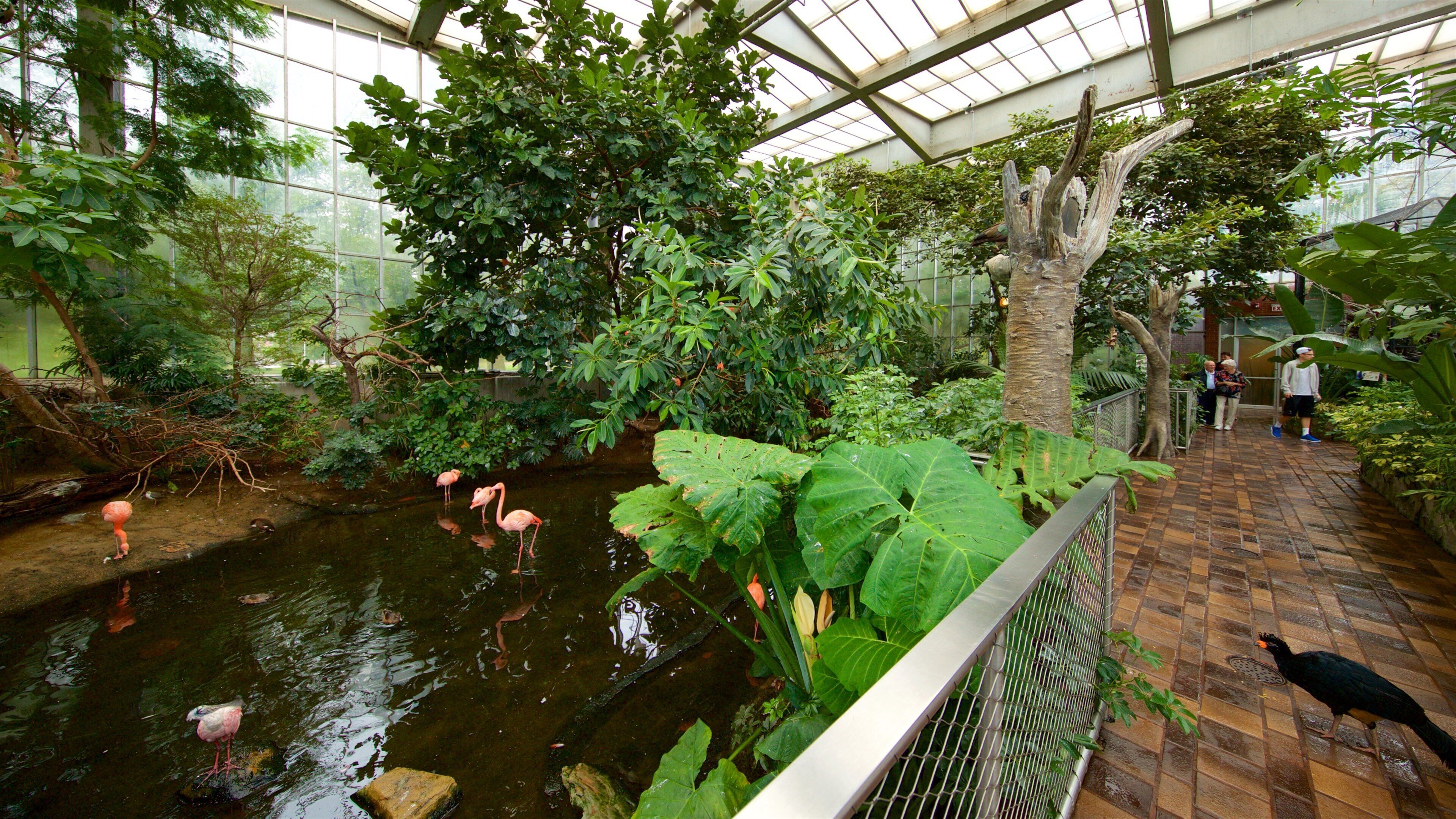 National Aviary mettant en vedette parc, vie des oiseaux et vues intérieures