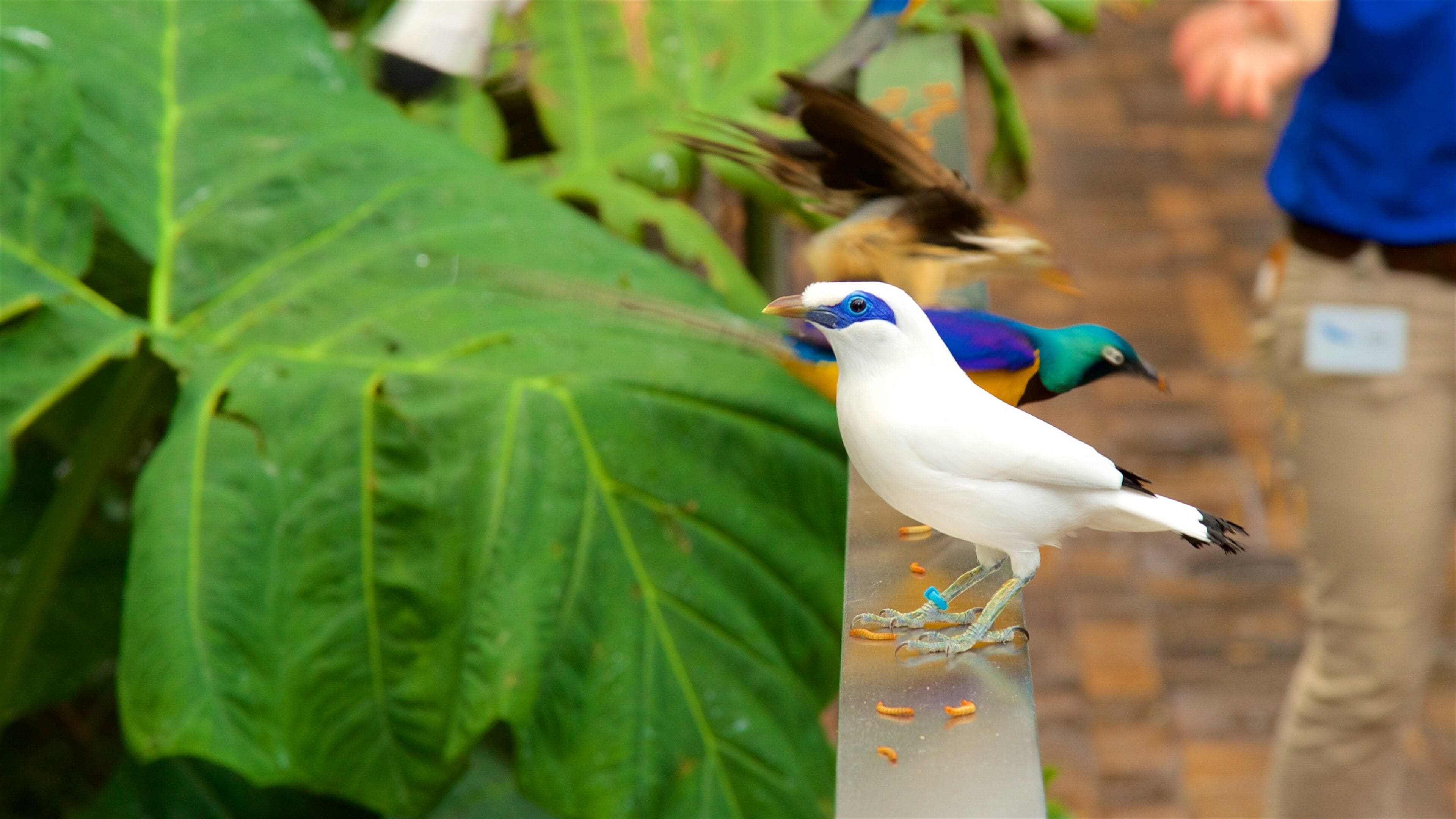 国家鸟类养殖场