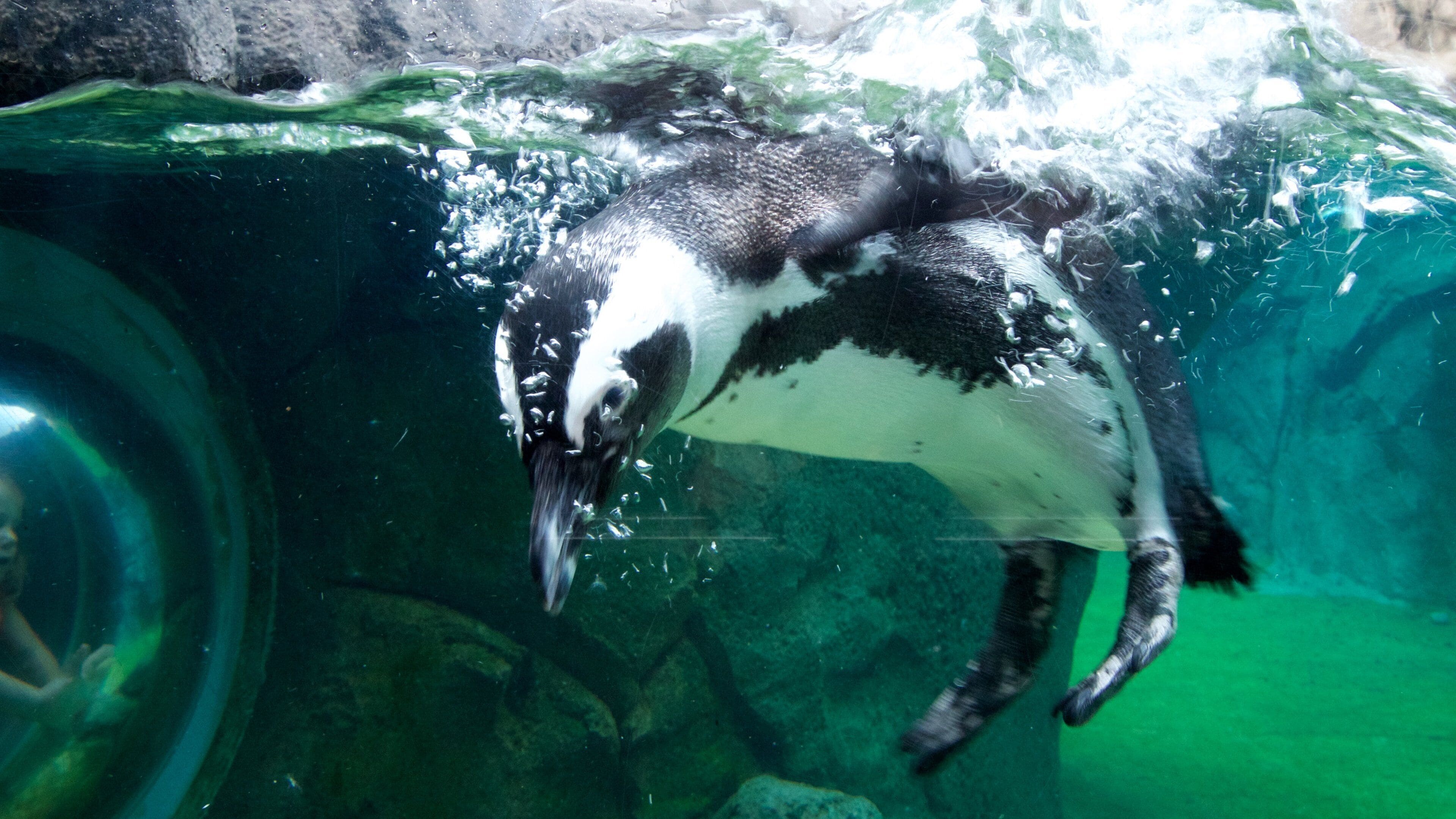 National Aviary som viser sjøliv