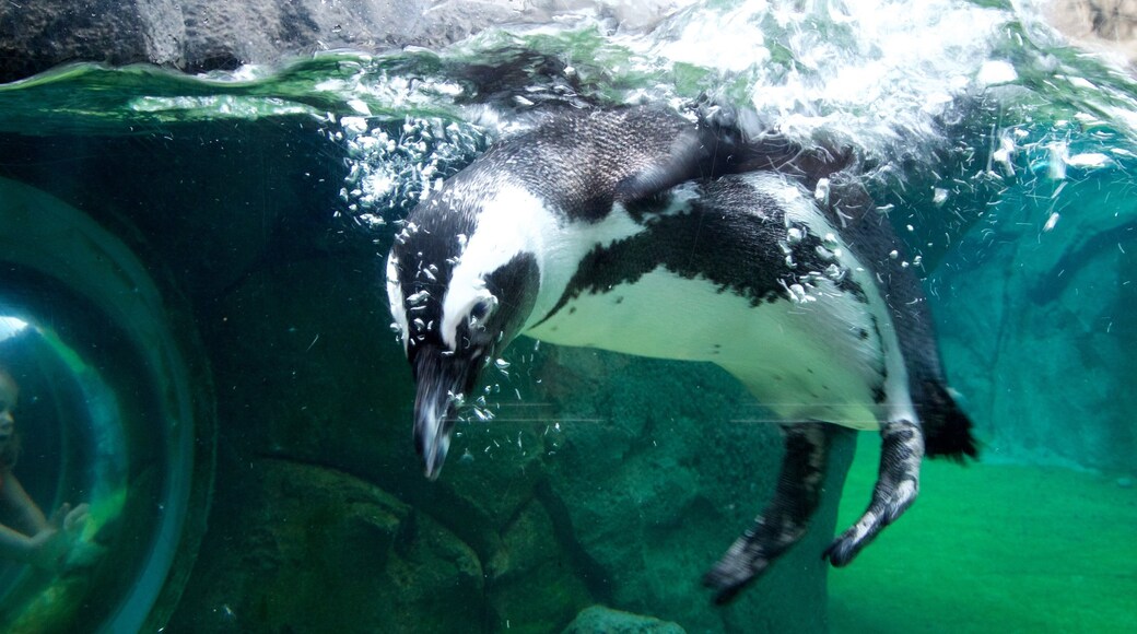 National Aviary som viser sjøliv