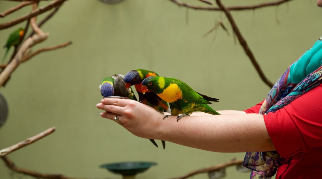 National Aviary montrant faune aviaire aussi bien que une femme seule