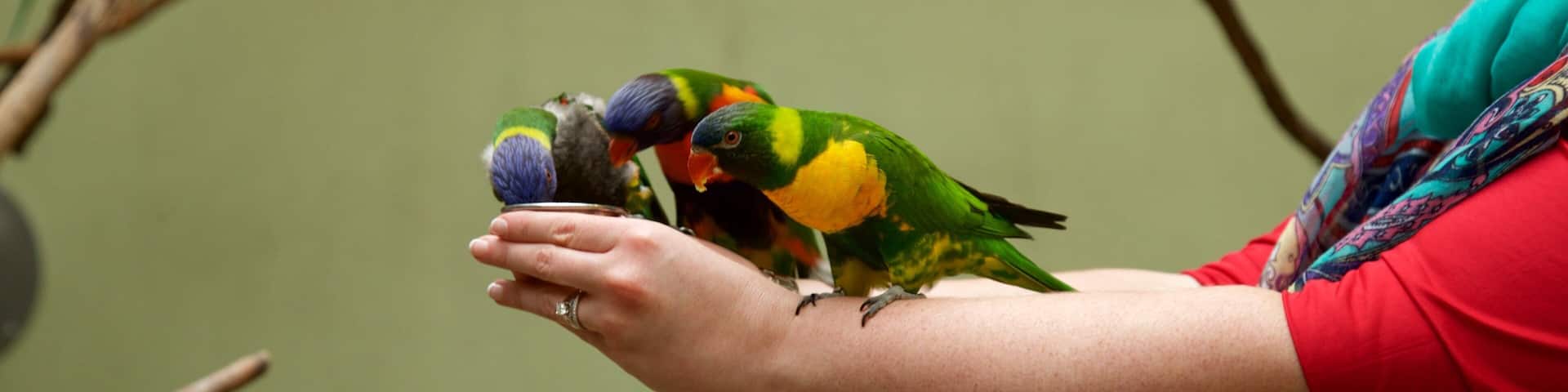 National Aviary showing bird life as well as an individual femail