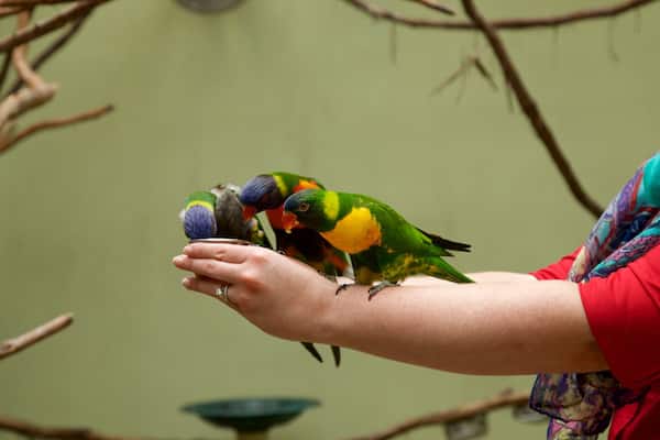 National Aviary welches beinhaltet Vögel sowie einzelne Frau