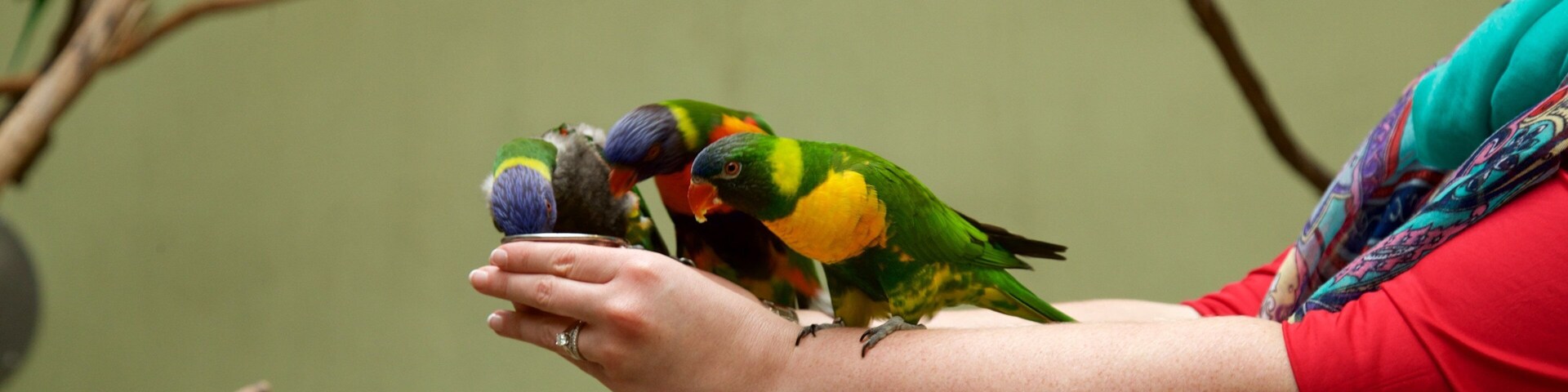 National Aviary mostrando vida das aves assim como uma mulher sozinha