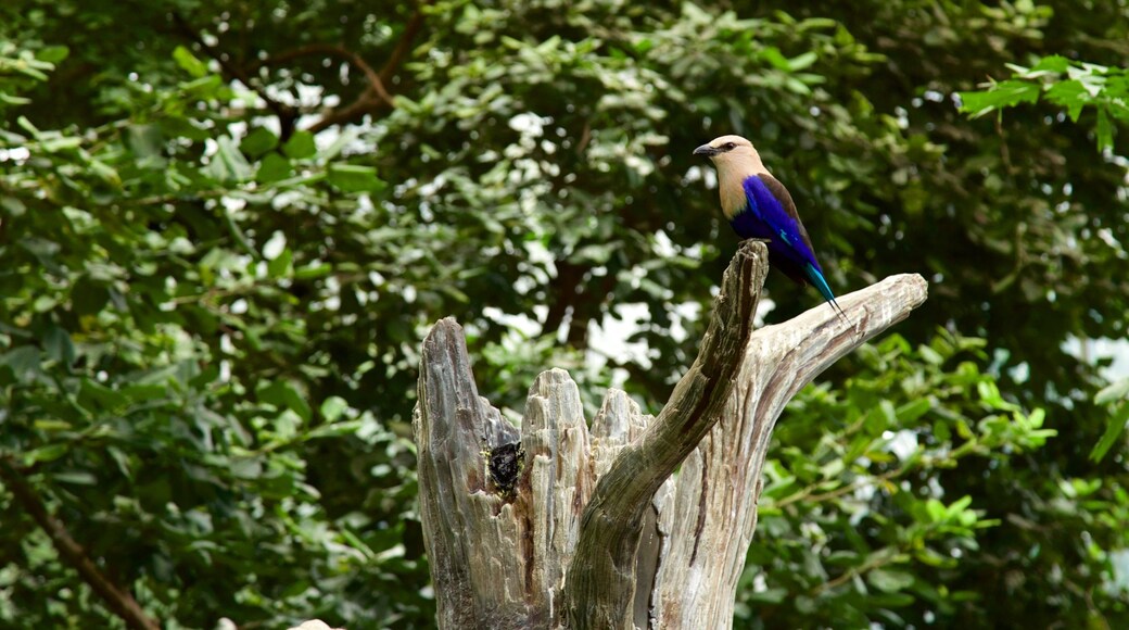 国家鸟类养殖场