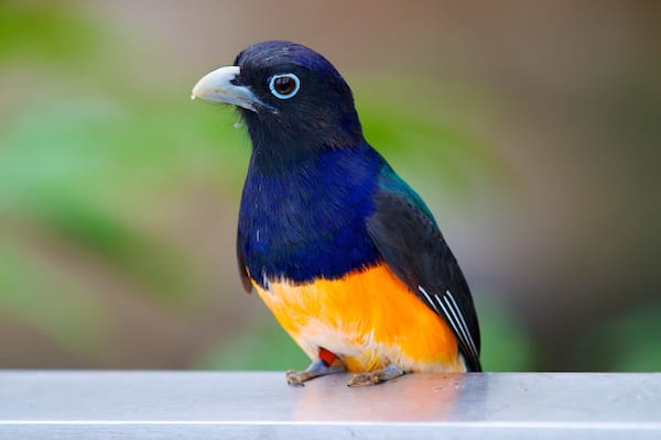 Un oiseau aux plumes bleues, noires et oranges était perché sur une rambarde.