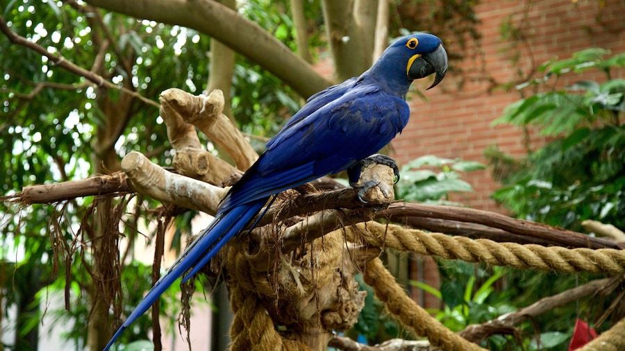 National Aviary mostrando vida de las aves