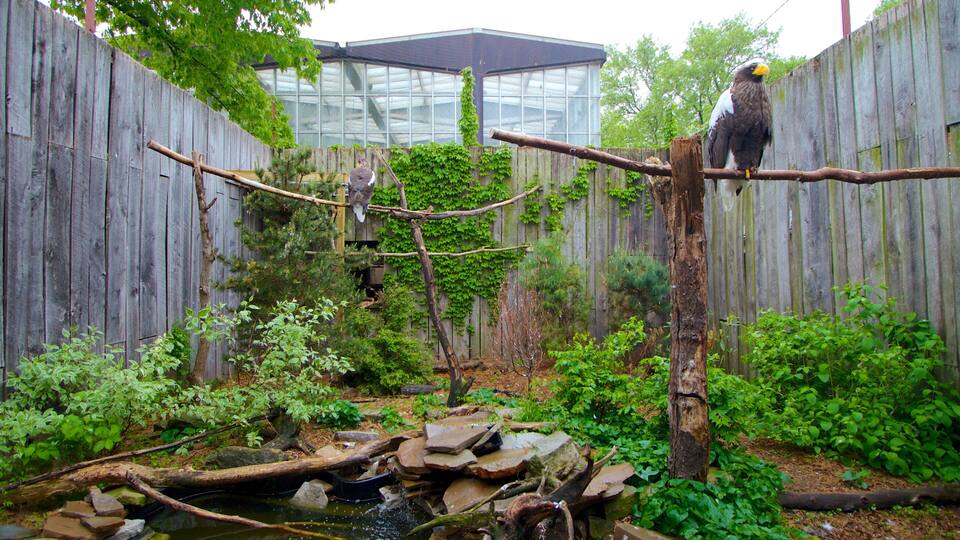 A bird perched on a branch in a wooded enclosure with a wooden fence, a small stream, and a building in the background.