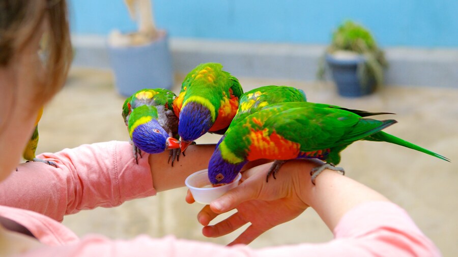 National Aviary featuring bird life and zoo animals