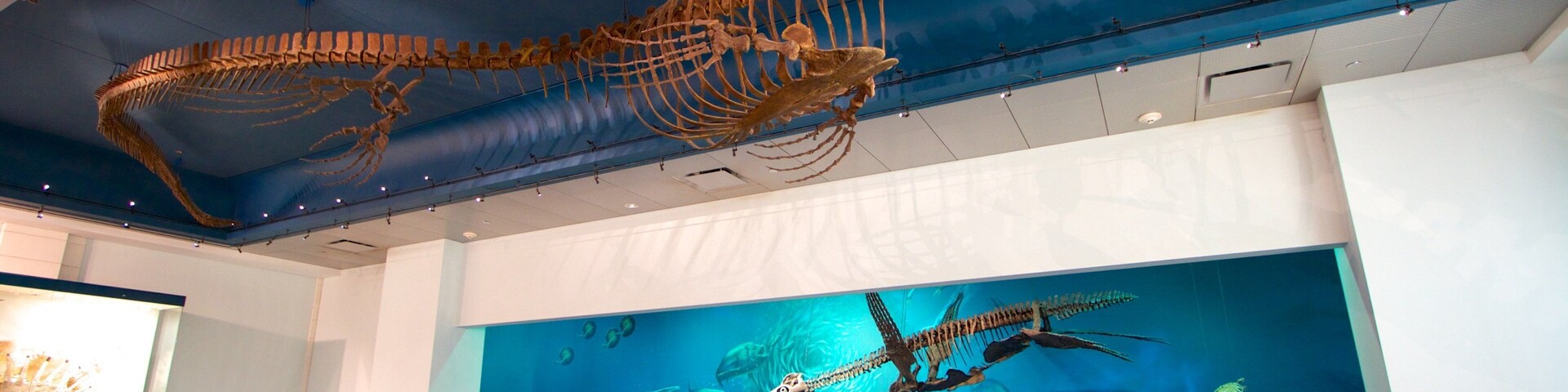 Carnegie Museum of Natural History which includes interior views as well as an individual child