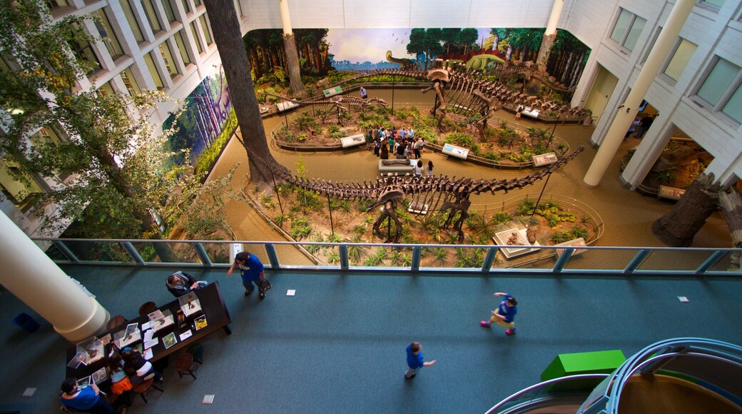 カーネギー自然史博物館 フィーチャー 屋内の眺め と 眺め