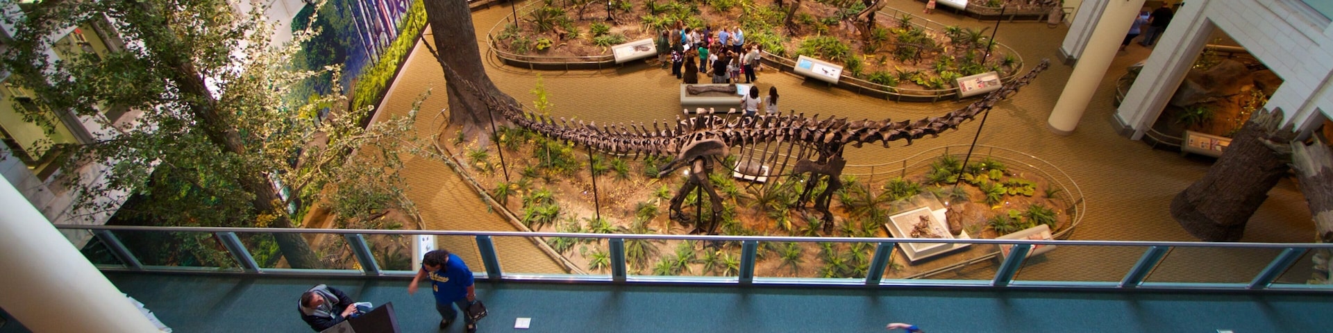 Carnegie Museum of Natural History mostrando paisagens e vistas internas