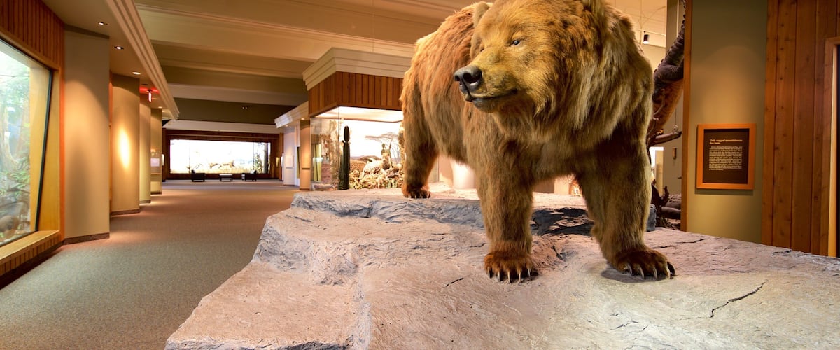 Carnegie Museum of Natural History showing interior views