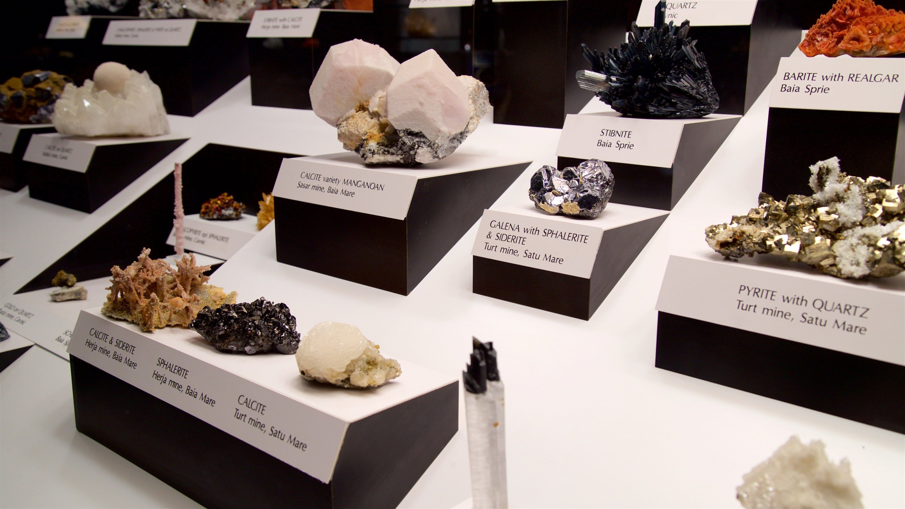 カーネギー自然史博物館 表示 屋内の眺め