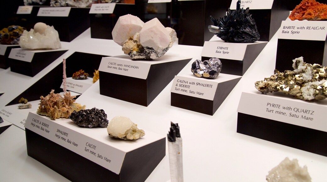 カーネギー自然史博物館 表示 屋内の眺め