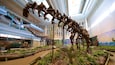 Interior de museo con esqueletos de dinosaurios, vitrinas de cristal y un mural de paisaje prehistórico.