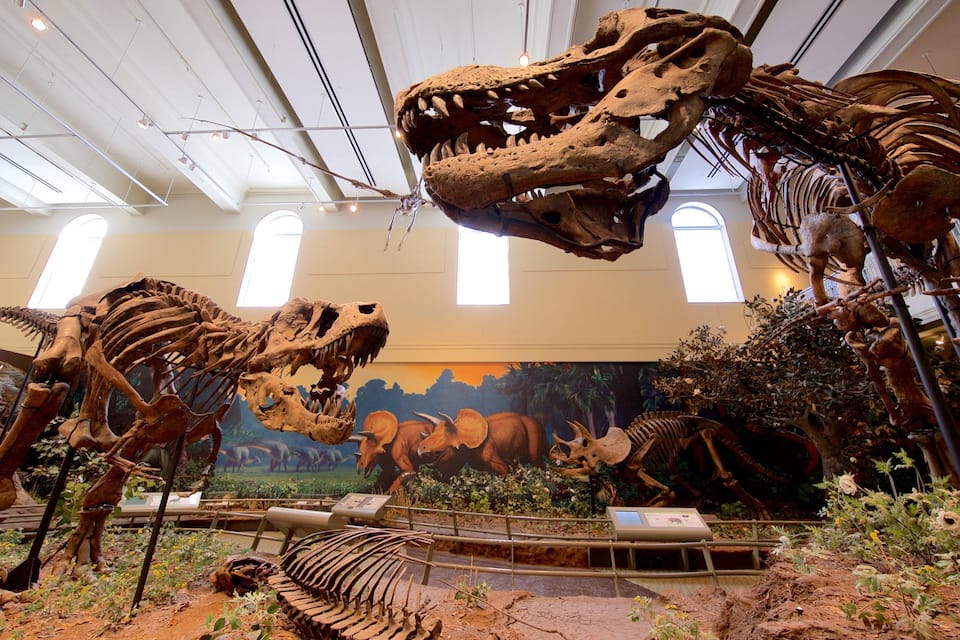 A museum exhibit with dinosaur skeletons and a mural of prehistoric animals.