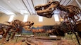 A museum exhibit with dinosaur skeletons and a mural of prehistoric animals.