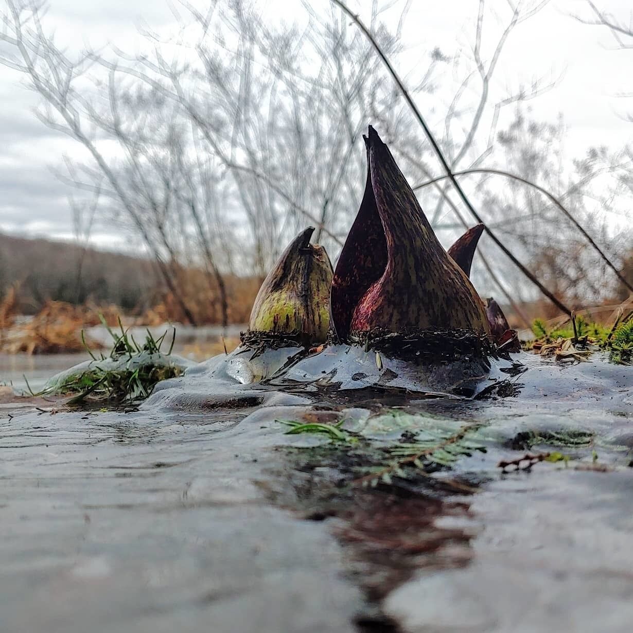 The alien like blooms of Skunk Cabbage (Symplocarpus foetidus). 

Skunk Cabbage belongs to a group of plants that uses a process called thermogenesis to raise its temperature higher than the surrounding environment.

It is useful in melting snow and ice to allow the flower to emerge from the frozen ground. It is also used to help spread its stinky scent to attract carrion feeding insect pollinators.