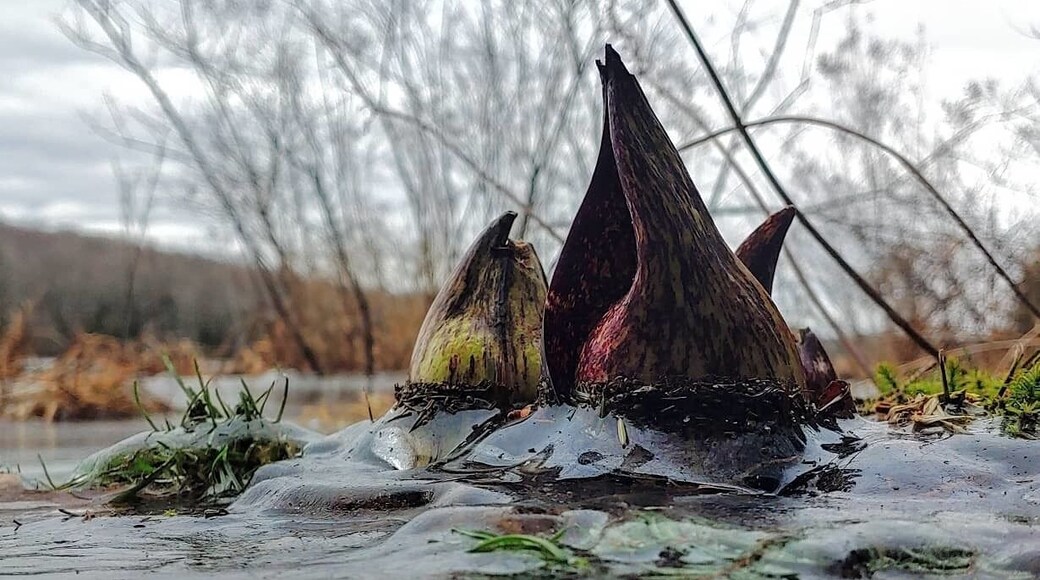 The alien like blooms of Skunk Cabbage (Symplocarpus foetidus).
Skunk Cabbage belongs to a group of plants that uses a process called thermogenesis to raise its temperature higher than the surrounding environment.
It is useful in melting snow and ice to allow the flower to emerge from the frozen ground. It is also used to help spread its stinky scent to attract carrion feeding insect pollinators.