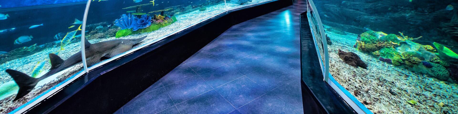 RNJ2N5 Sharks, fish and coral at the Ocean Park in Manila Philippines