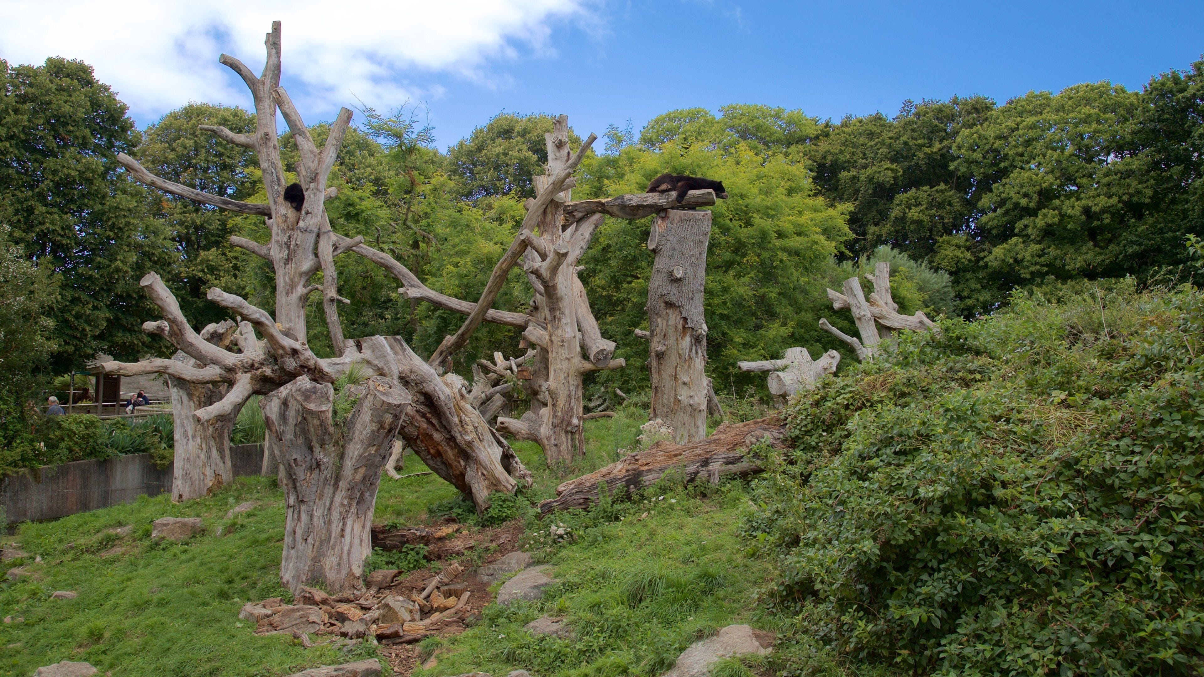 Jersey Zoological Park featuring a garden