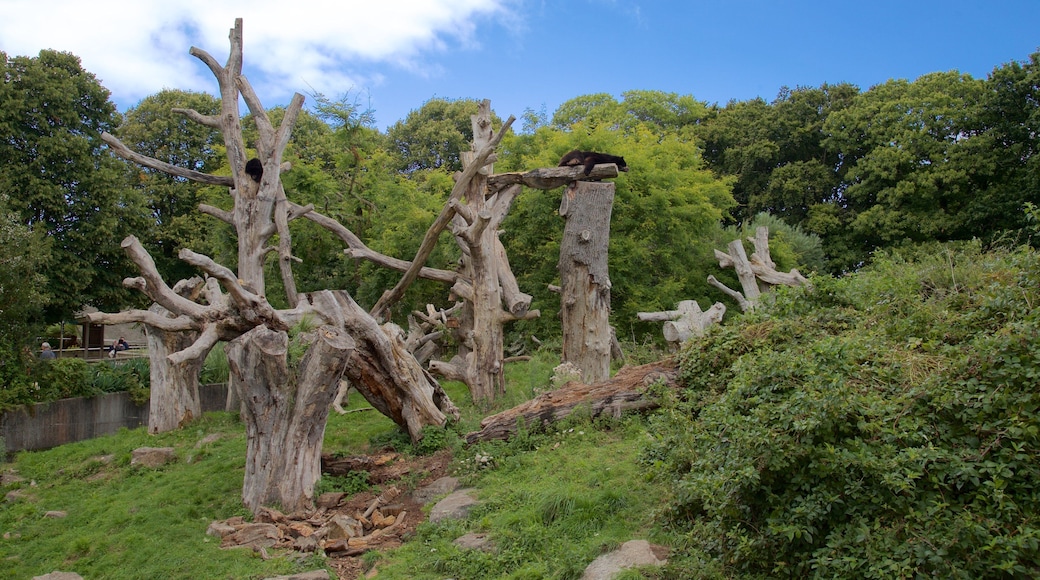Jersey Zoological Park featuring a garden