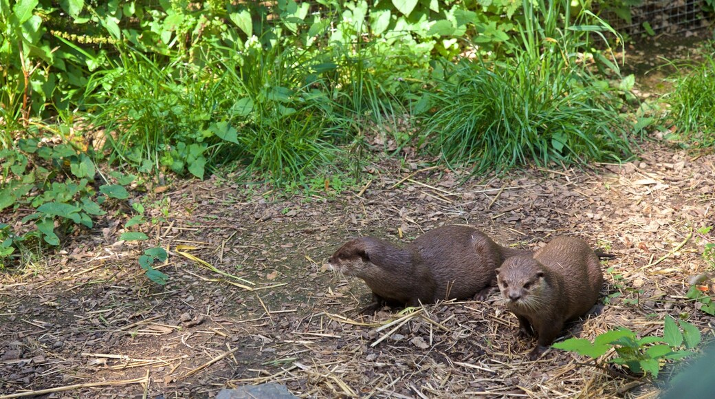 Jersey Zoological Park ofreciendo animales tiernos
