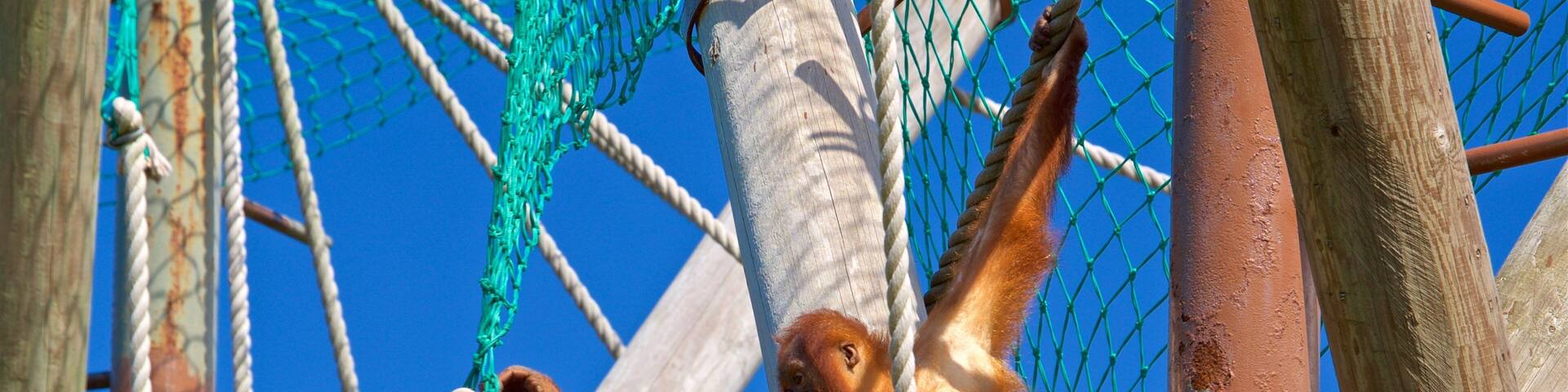 Jersey Zoological Park featuring cuddly or friendly animals and zoo animals