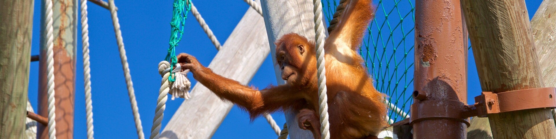 Jersey Zoological Park featuring cuddly or friendly animals and zoo animals