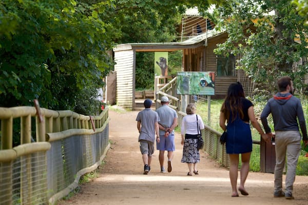 Jersey Zoological Park welches beinhaltet Garten sowie Paar