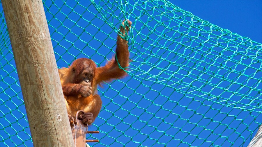 Jersey Zoological Park que incluye animales del zoológico y animales tiernos