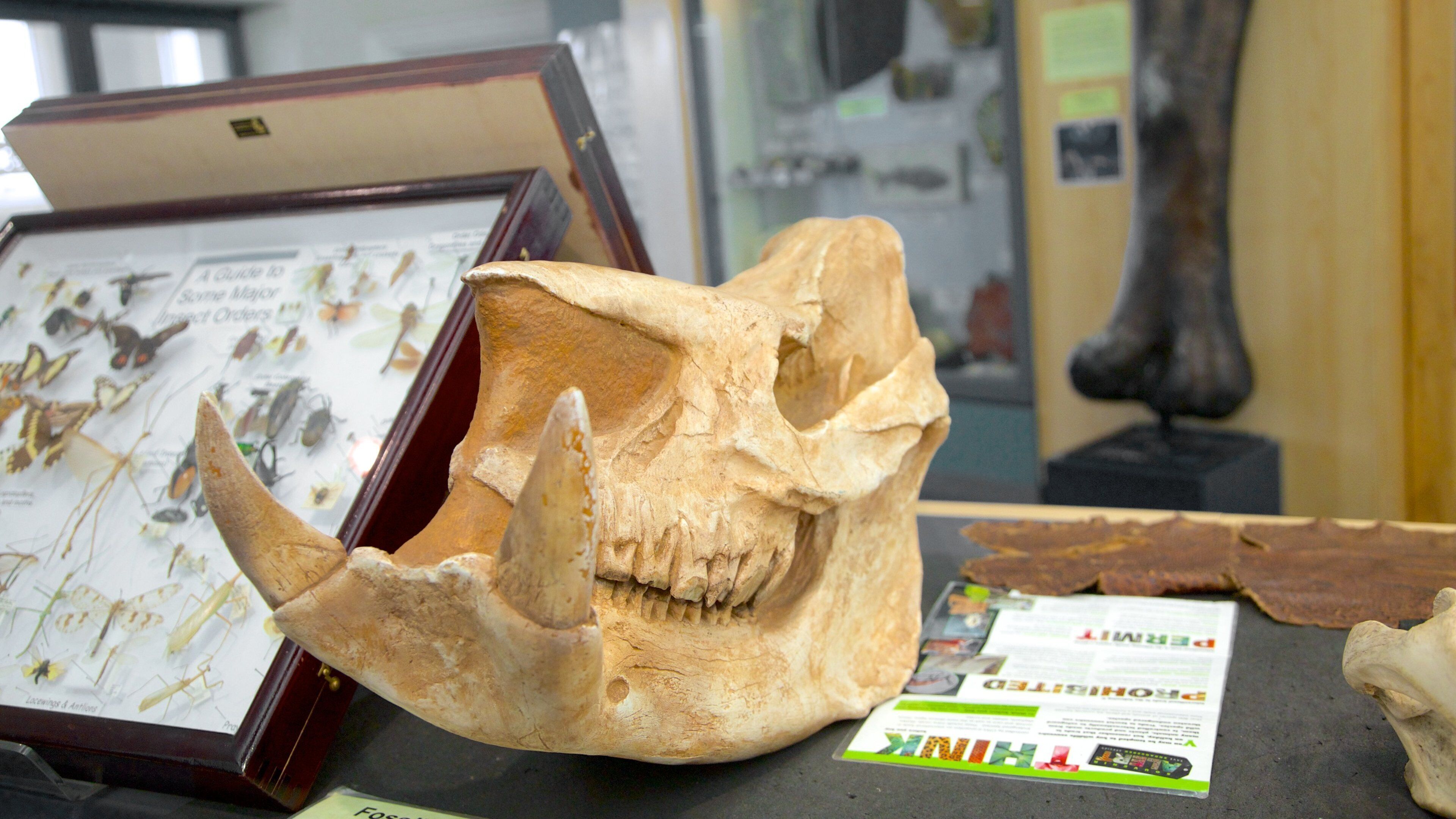 World Museum Liverpool que incluye vistas interiores