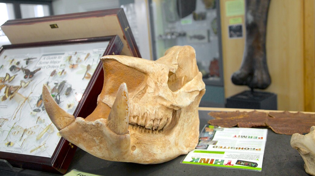 World Museum Liverpool que incluye vistas interiores