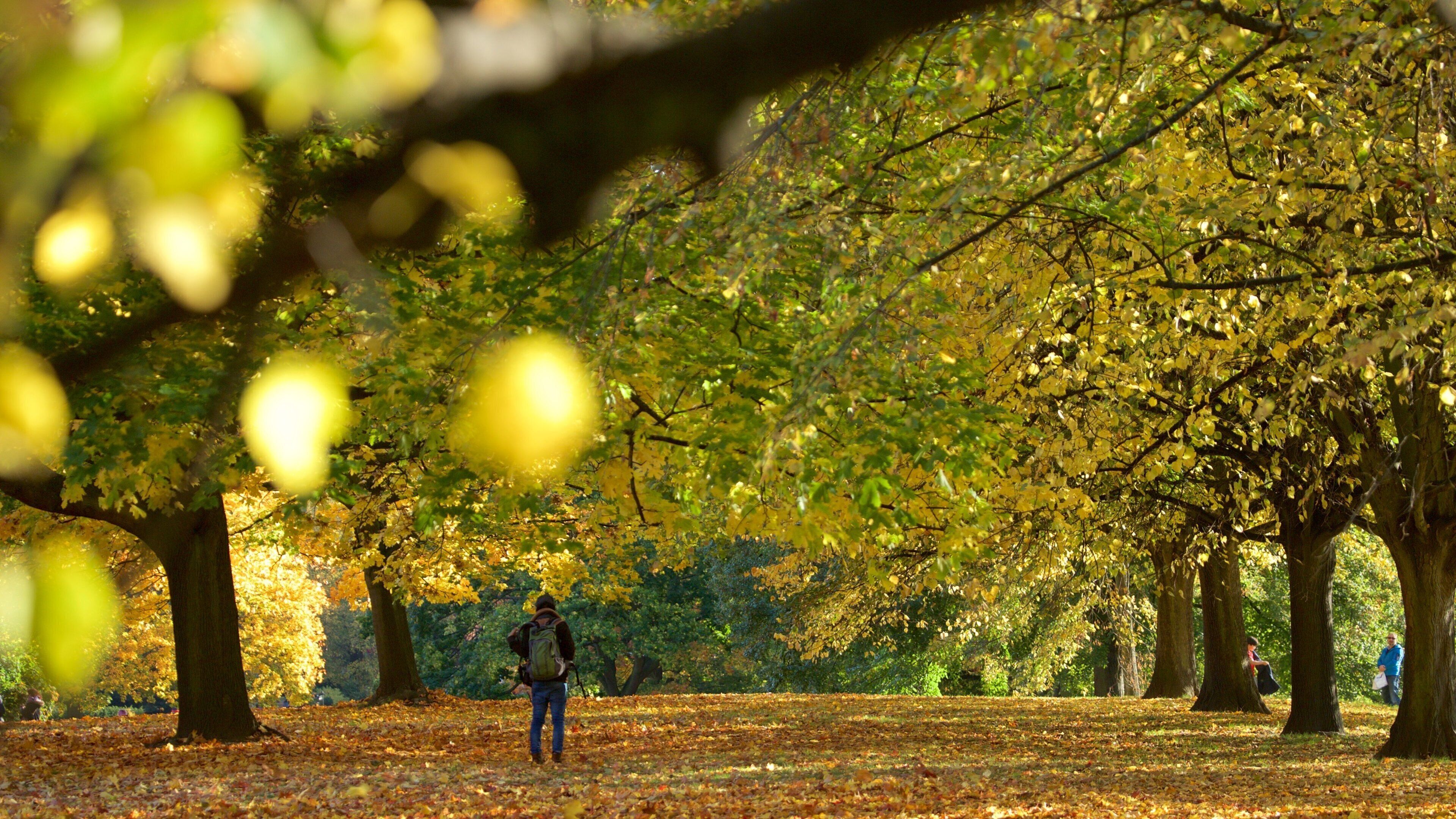 Kensington Gardens som omfatter en have og efterårsblade såvel som en mand