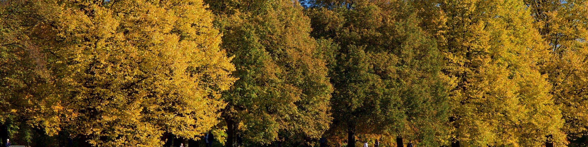 Kensington Gardens featuring a park as well as a small group of people