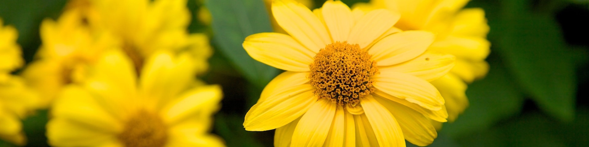 Kensington Gardens mostrando flores silvestres, um parque e flores