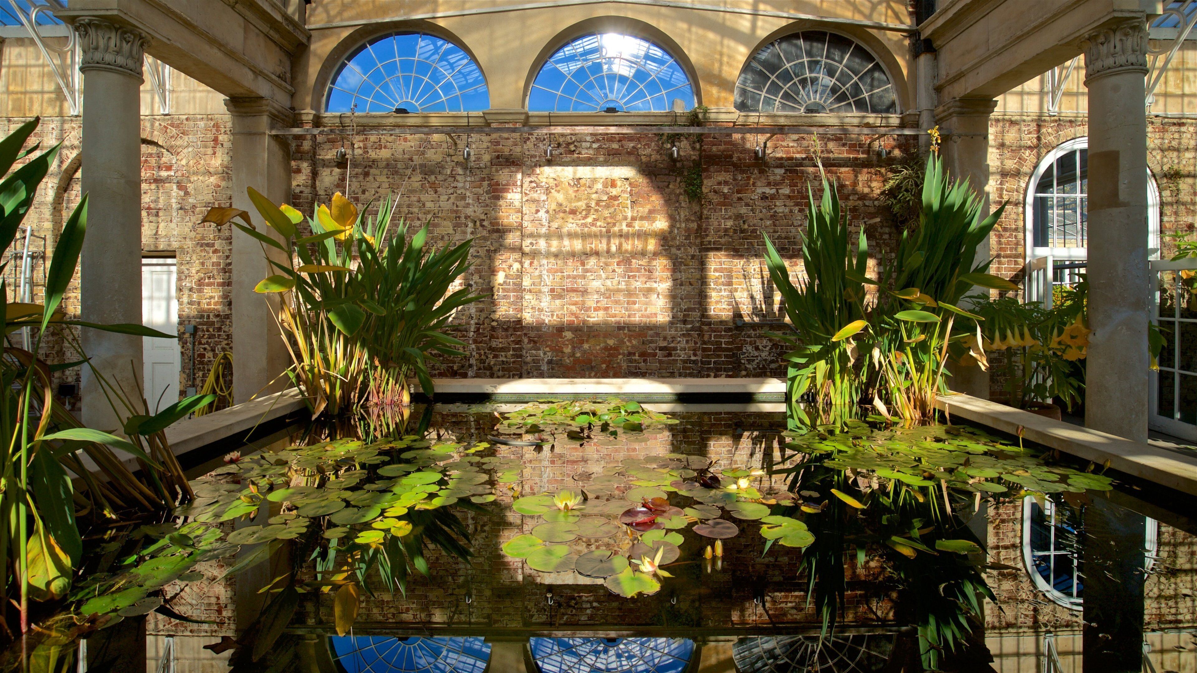 Syon Park showing a pond