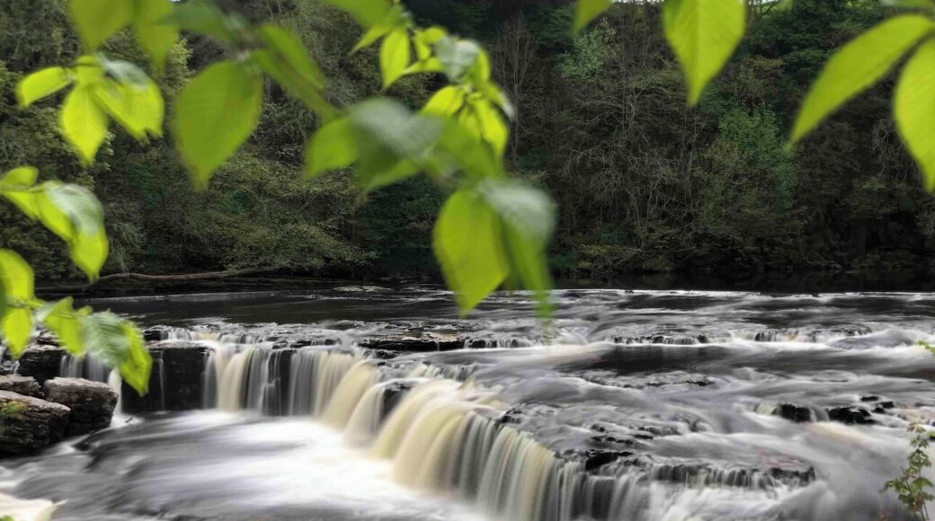 The upper falls at high force.
The cafe is exceptional. I can highly recommend the walnut and pecan pie!!
# waterfalls #Yorkshire #longexposure