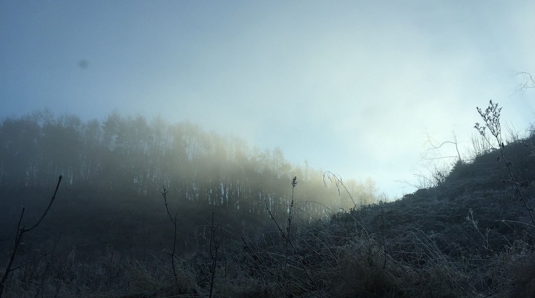 This beauty of a shot was captured direct from my iPhone with no filter on your way to Rievaulx Abbey, North Yorkshire! Just love the sun peaking through the hills highlighting the frosted plants and exposing the stunning forest line behind! #Uk #RievaulxAbbey #iphone #nofilter #purebeauty