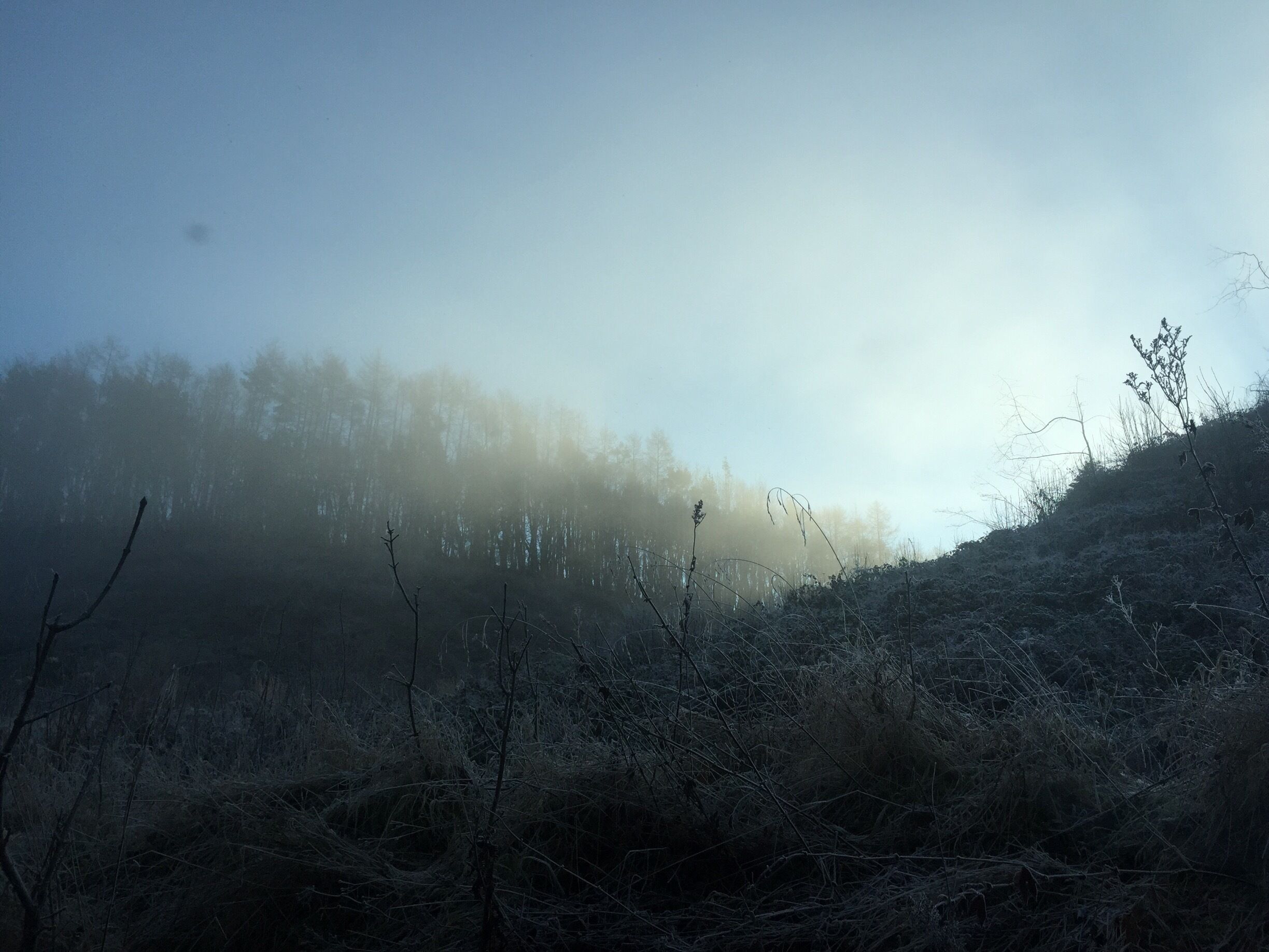 A misty forest with bare trees and a hill in the background.