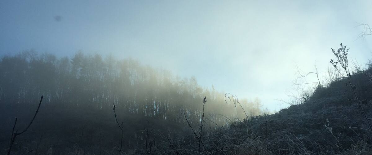 A misty forest with bare trees and a hill in the background.