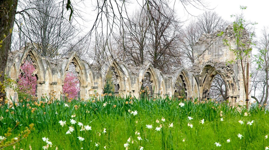 St. Mary\'s Abbey showing wildflowers and a ruin
