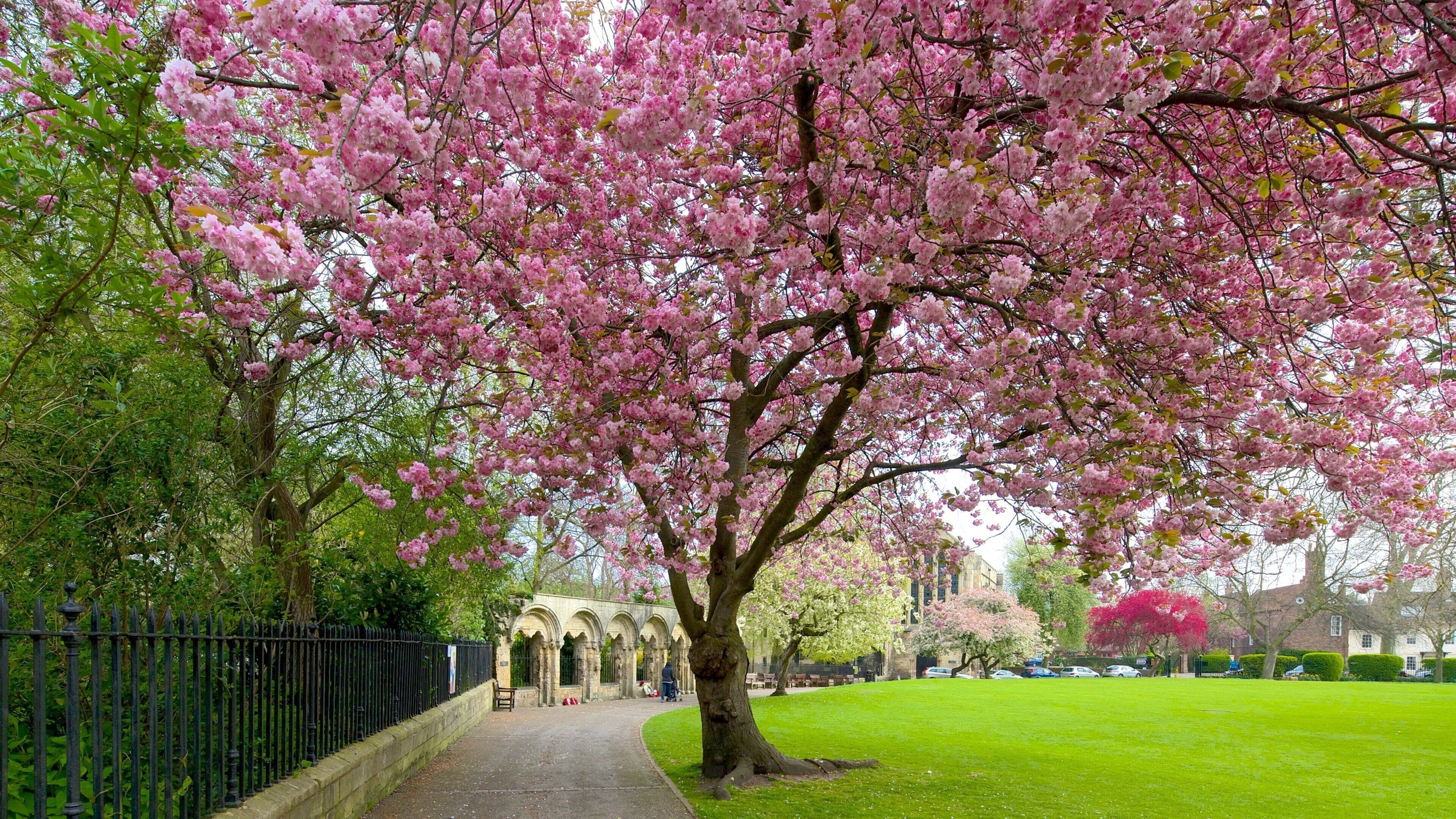 York Minster que incluye un parque y flores